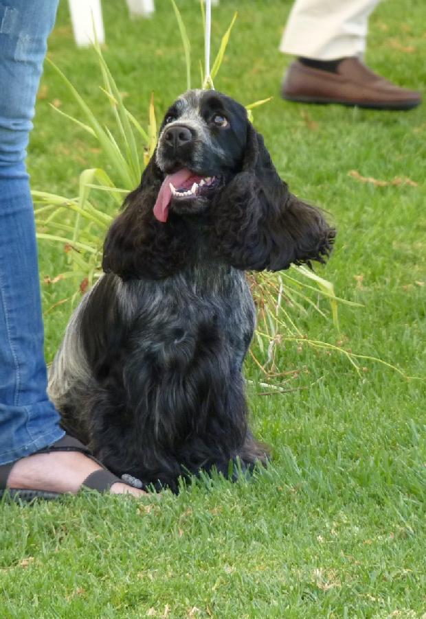 Cocker Spaniel Inglês