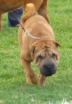 Cães