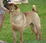 Cães