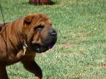 Cães