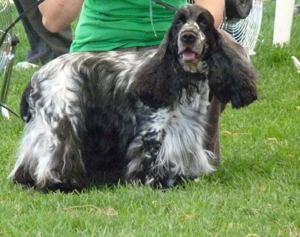 Cocker Spaniel Inglês