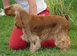 Cães