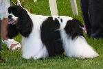 Cães