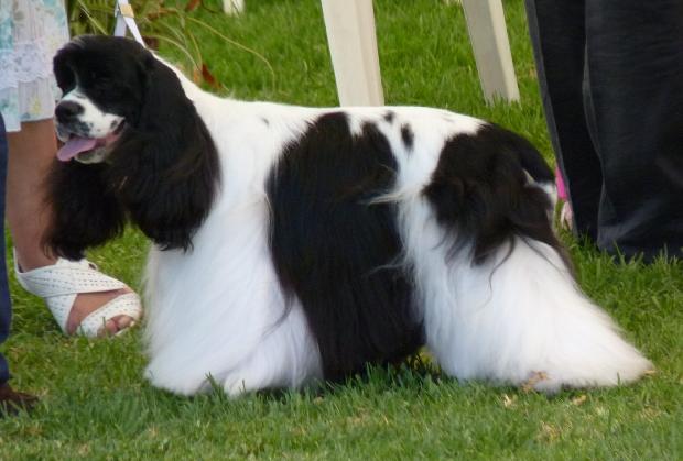 Cocker Spaniel Americano