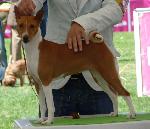 Cães