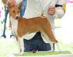 Cães
