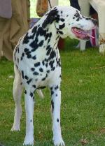 Cães