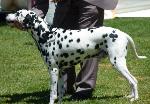 Cães