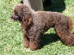 Cães