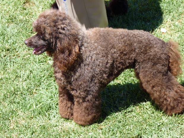 Caniche Anão