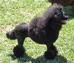 Cães