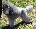 Cães