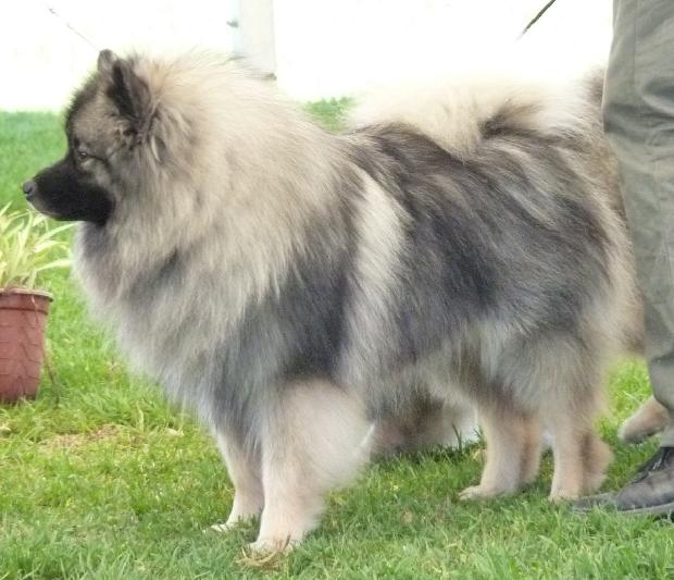 Spitz Alemão Lobo