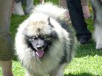 Cães