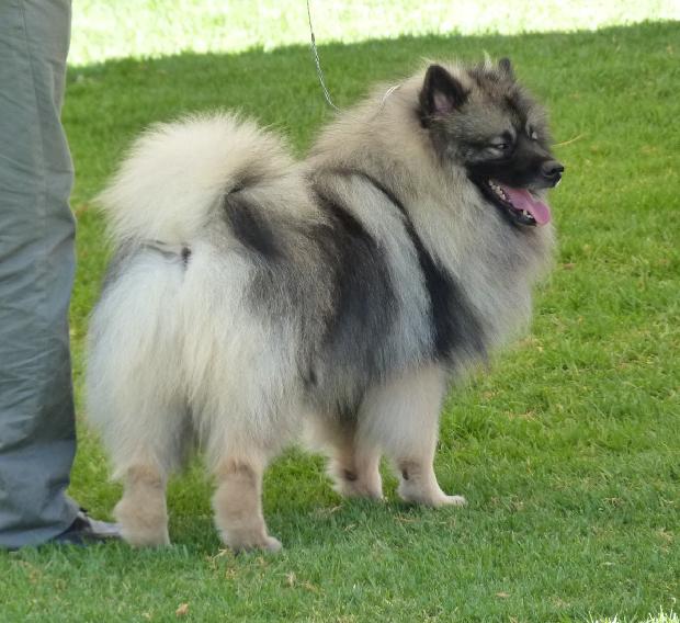 Spitz Alemão Lobo