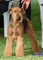 Criadores de cães Airedale Terrier