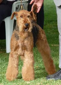 Criadores de cães Airedale Terrier