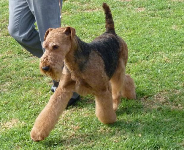 Airedale Terrier