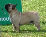 Cães