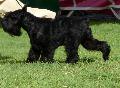 Schnauzer Miniatura Preto