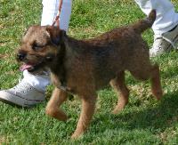Criadores de cães Border Terrier