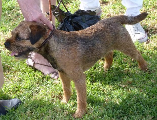 Border Terrier