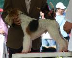 Cães