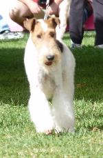 Cães