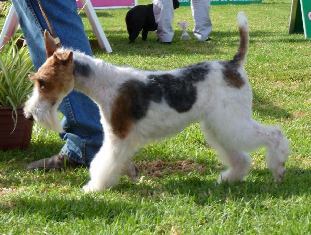 Fox Terrier Pêlo Cerdoso