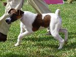 Cães