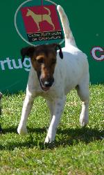 Cães