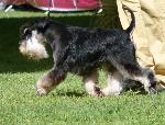 Cães