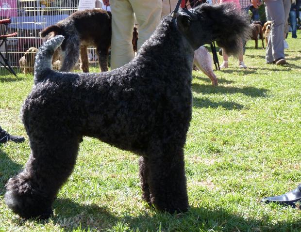 Kerry Blue Terrier