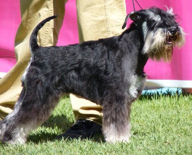 Schnauzer Miniatura Preto e Prateado