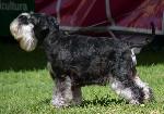 Cães