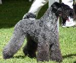 Cães
