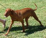 Cães