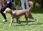 Cães