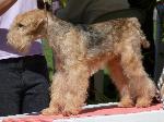 Cães