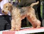 Cães