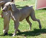 Cães