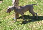 Cães