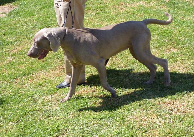 Braco de Weimar de Pêlo Curto