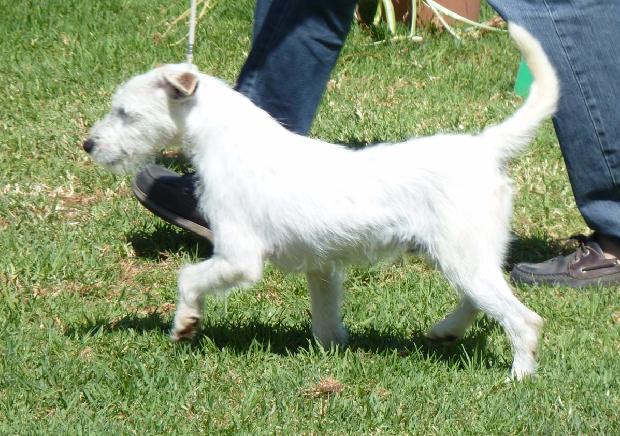 Parson Russell Terrier