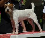 Cães