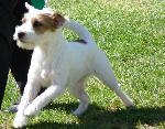 Cães