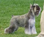 Cães