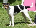 Cães
