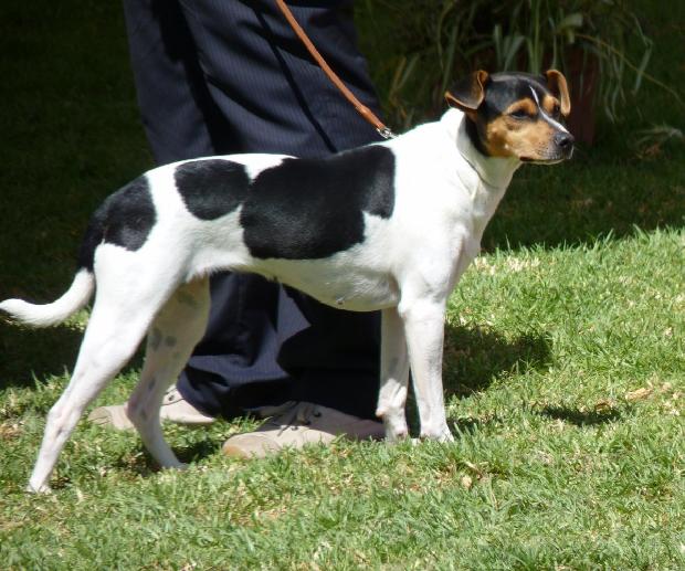 Terrier Brasileiro