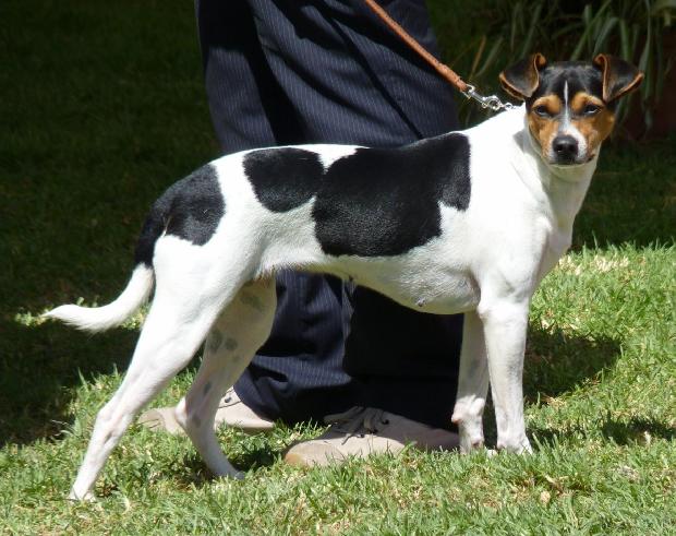 Terrier Brasileiro
